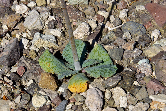 Parachute Plants has primarily basal or rosette-like leaves with purple spots on the bottom and purple mottled spots on the top parts of the leaf. The leaves are without stems or taper to a short winged-like stem. Margins are with spiny-like teeth. Atrichoseris platyphylla